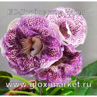 Глоксиния ЕС-Колдовские Чары ( клубень 1,5 см )
